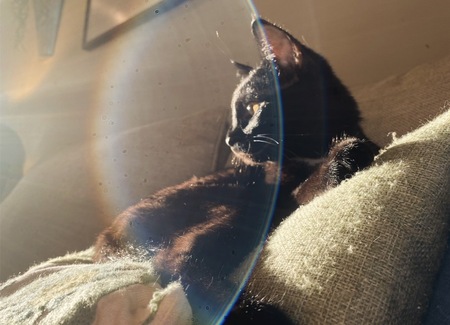 Entry image for Binx. Clicking this image will show a larger photo