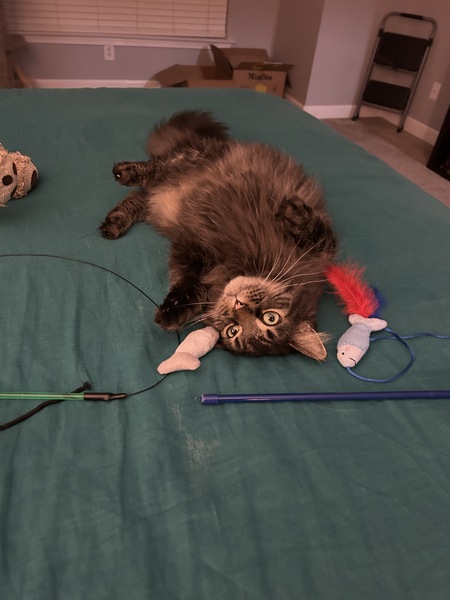 Entry image for Obi. Clicking this image will show a larger photo