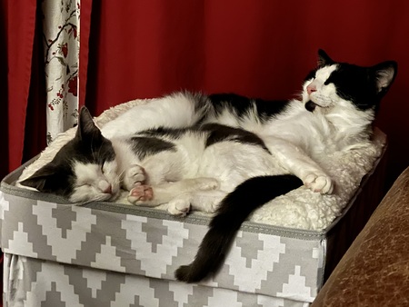Entry image for Louie and Duchess. Clicking this image will show a larger photo