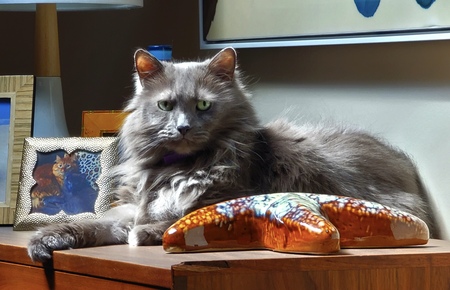 Entry image for Otis. Clicking this image will show a larger photo