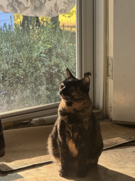Entry image for Minerva. Clicking this image will show a larger photo