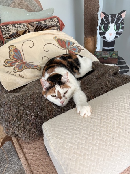 Entry image for Maisie. Clicking this image will show a larger photo