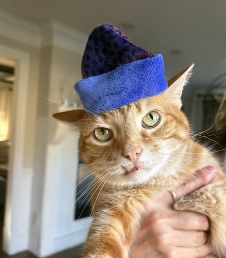 Entry image for Mr Cat. Clicking this image will show a larger photo