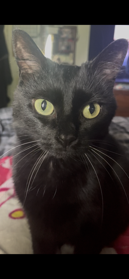 Entry image for Cleo. Clicking this image will show a larger photo