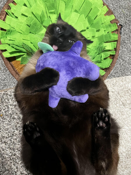 Entry image for Lucky. Clicking this image will show a larger photo
