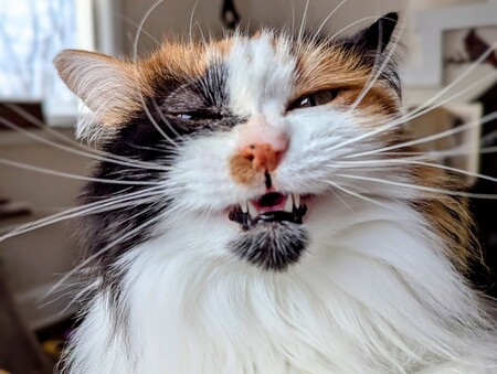 Entry image for Weezie. Clicking this image will show a larger photo