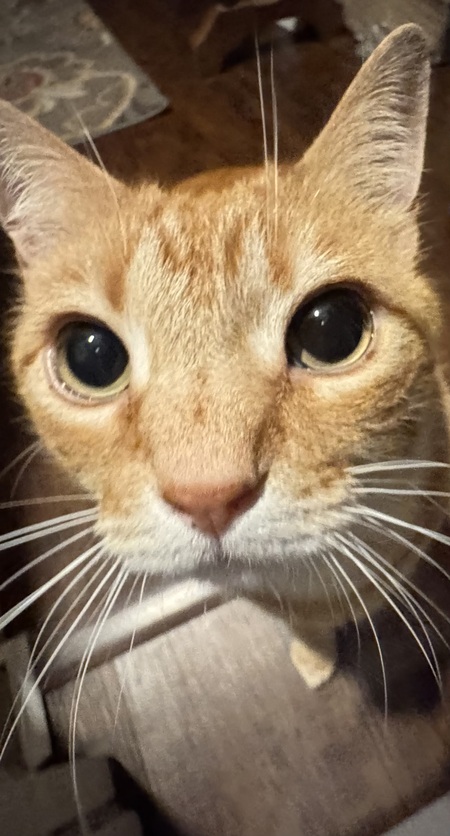 Entry image for Ollie. Clicking this image will show a larger photo
