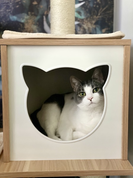 Entry image for Freya. Clicking this image will show a larger photo