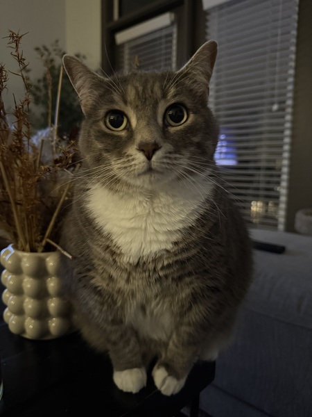 Entry image for Beans. Clicking this image will show a larger photo