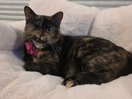 Entry image for Lola. Clicking this image will show a larger photo