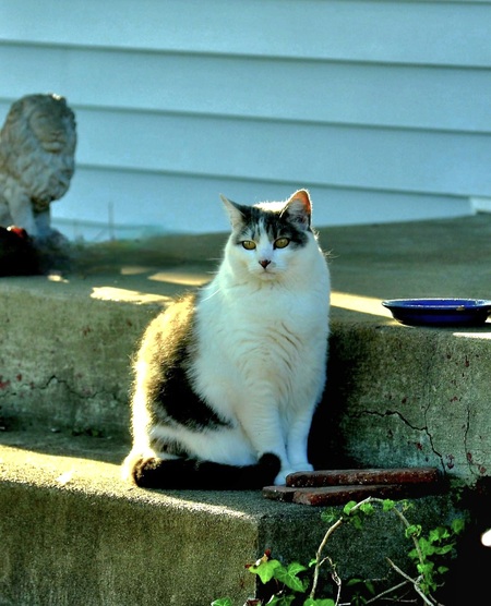 Entry image for Zoey. Clicking this image will show a larger photo