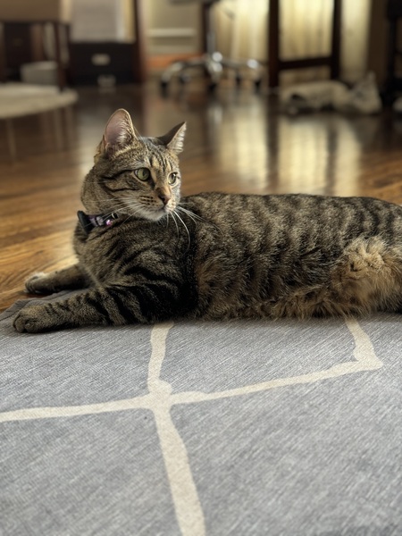 Entry image for Dexter. Clicking this image will show a larger photo