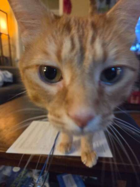 Entry image for Cheeto. Clicking this image will show a larger photo