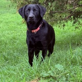 Entry image for Harper 