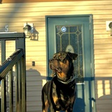 Entry image for Baloo