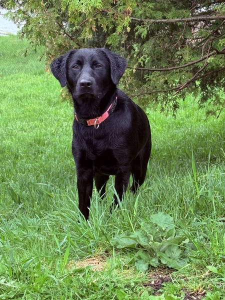 Entry image for Harper . Clicking this image will show a larger photo