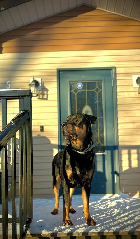 Entry image for Baloo. Clicking this image will show a larger photo
