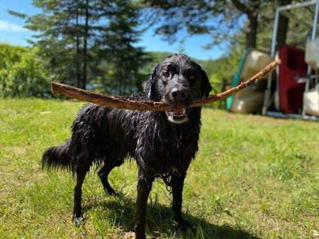 Entry image for Benny. Clicking this image will show a larger photo