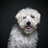 Entry image for Walter