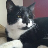 Entry image for Sylvester (aka SLY-vester)