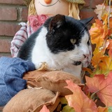 Entry image for Sylvester 