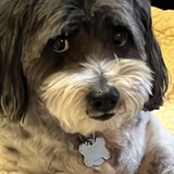 Entry image for Bear