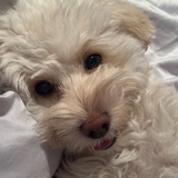 Entry image for Mochi