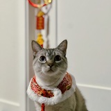 Entry image for Neko