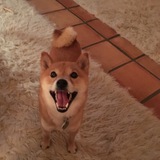Entry image for Miko