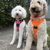 Entry image for Joy and Teddy