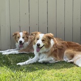 Entry image for Daisy and Tag