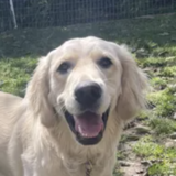 Entry image for Bailey