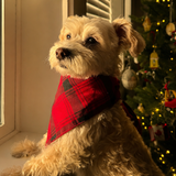 Entry image for Odie