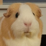 Entry image for Ginger