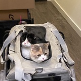 Entry image for Mochi and Oreo