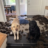 Entry image for Duke and Dexter
