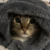 Entry image for Mozzarella 