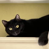 Entry image for Rocco