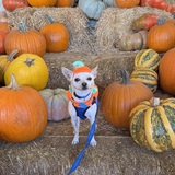 Entry image for Mookie