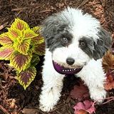 Entry image for Lily