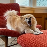 Entry image for Miss Coco