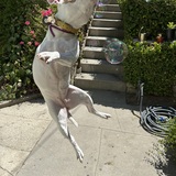 Entry image for Daisy