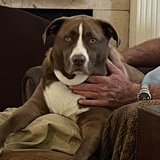 Entry image for Hank