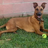Entry image for Brownie 