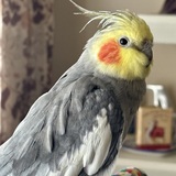 Entry image for Cocktail