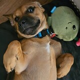 Entry image for Teddy
