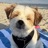 Entry image for Benji
