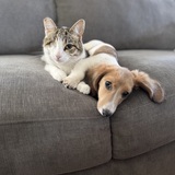 Entry image for Guy and Georgie 