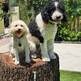 Entry image for Chino & Kiko 