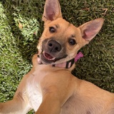 Entry image for Phoebe 